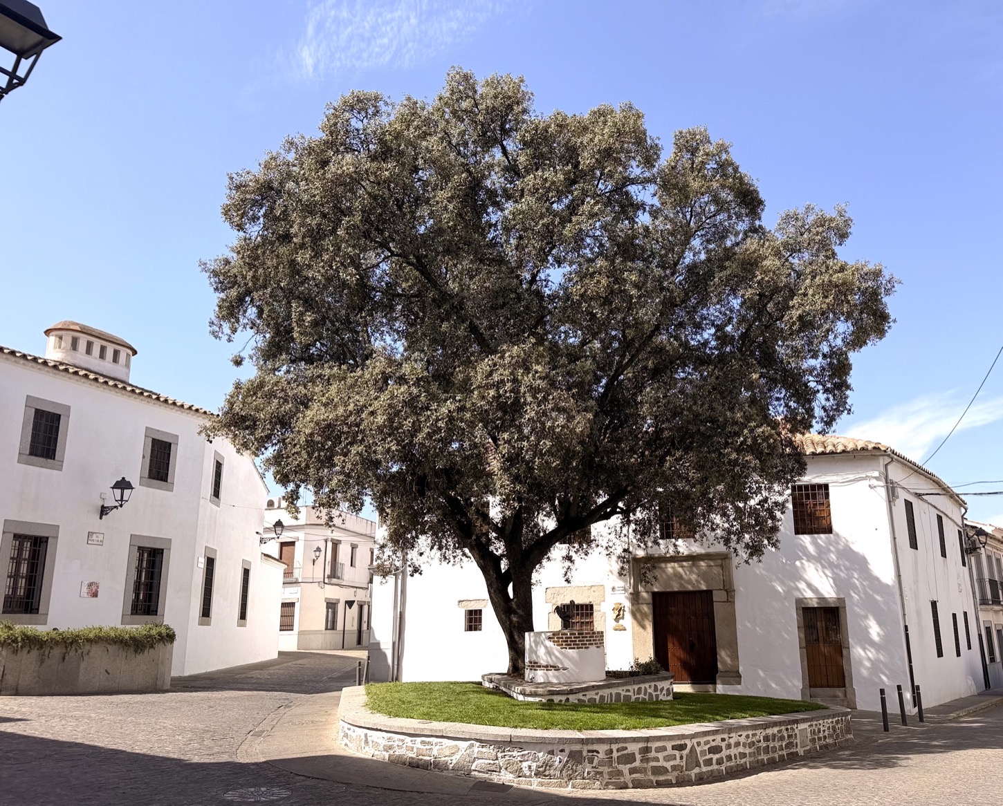 La encina centenaria del Pozo Viejo, en el centro de Pozoblanco